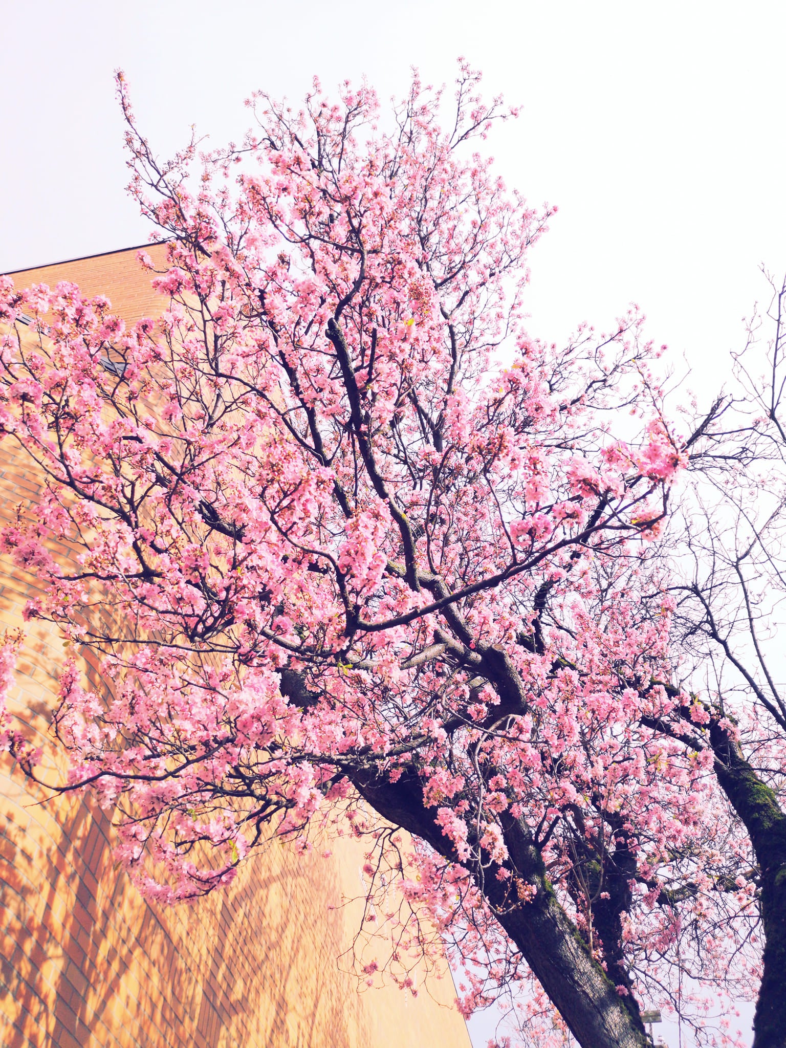 Victoria BC | 4hr Summer Garden Lover’s Private Tour - Olynpix Tours & Transportation