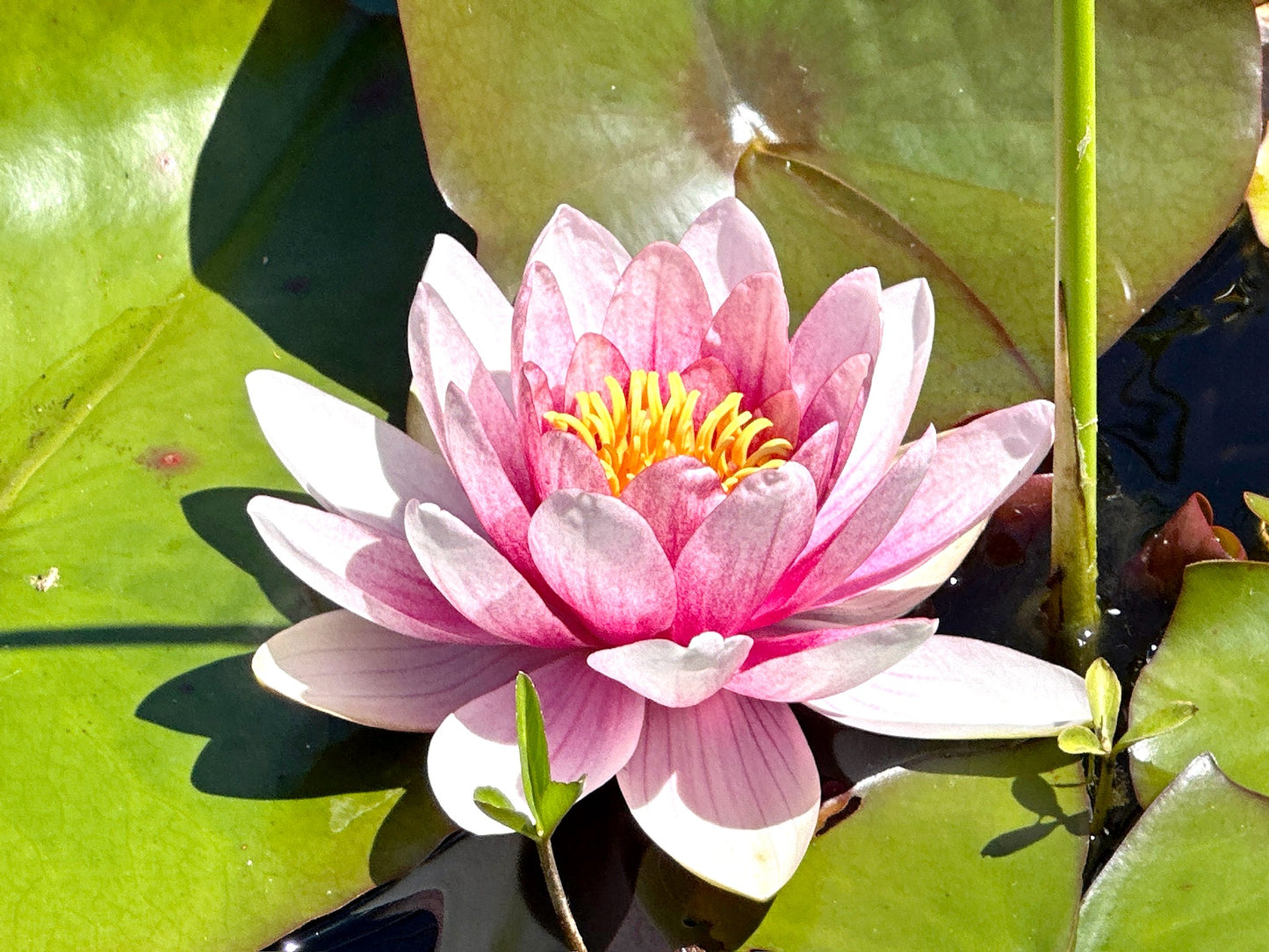 Victoria BC | 4hr Summer Garden Lover’s Private Tour - Olynpix Tours & Transportation