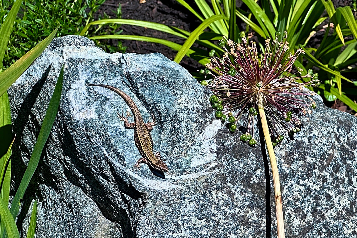Victoria BC | 4hr Summer Garden Lover’s Private Tour - Olynpix Tours & Transportation
