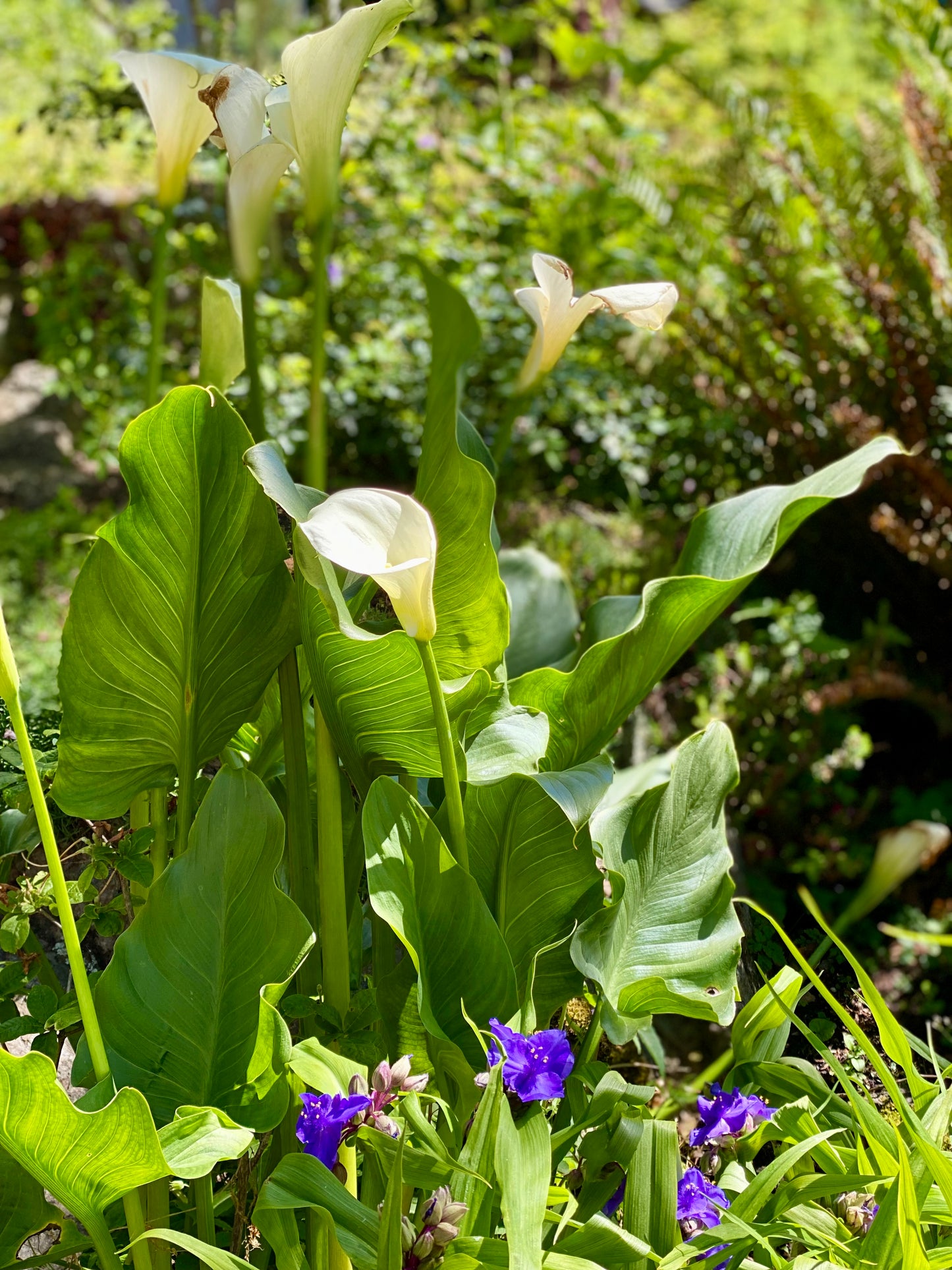 Victoria BC | 4hr Summer Garden Lover’s Private Tour - Olynpix Tours & Transportation
