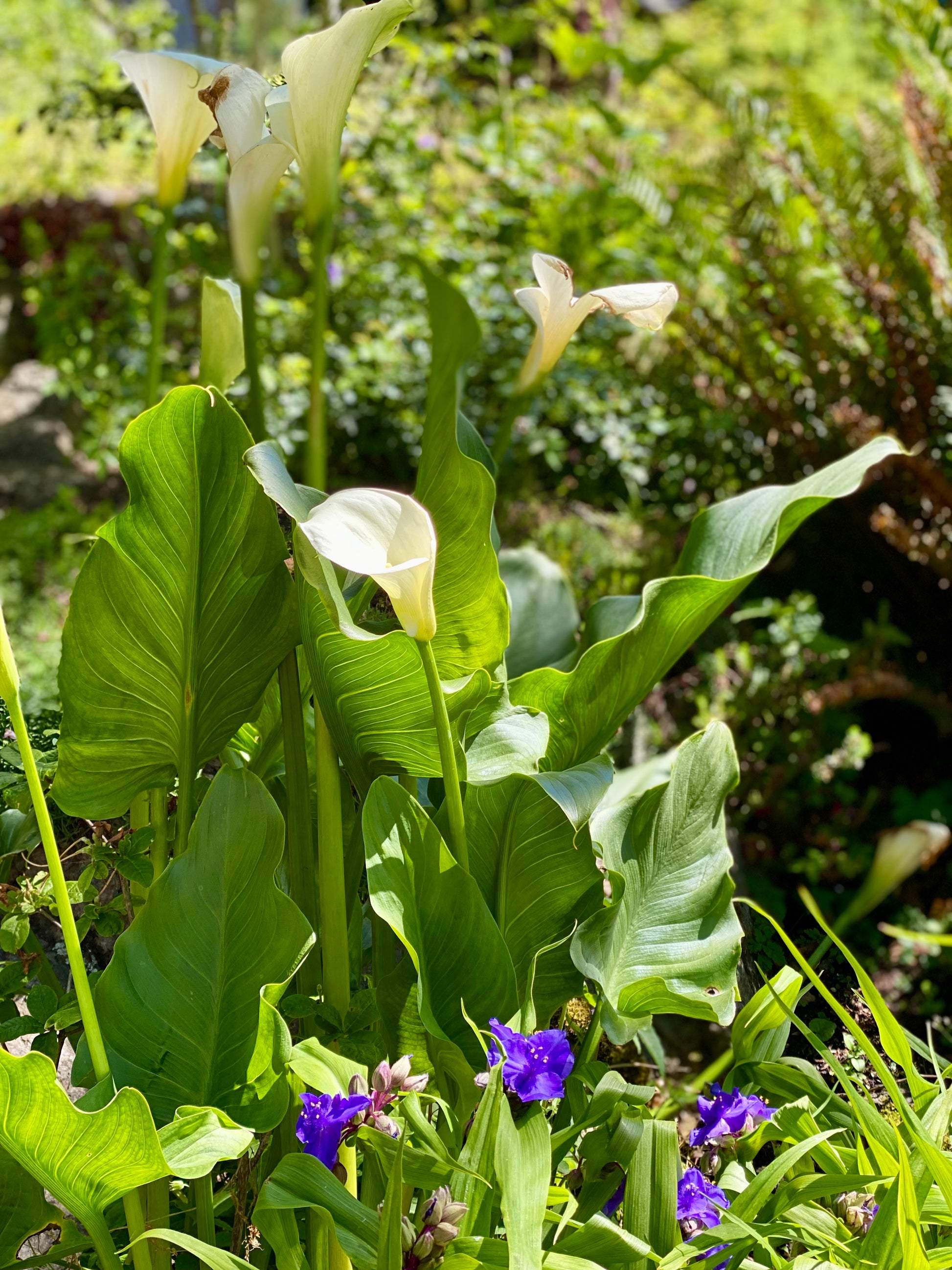 Victoria BC | 4hr Summer Garden Lover’s Private Tour - Olynpix Tours & Transportation