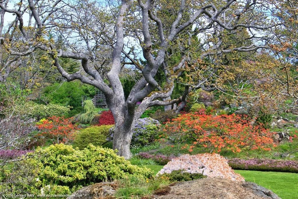 Victoria BC | 4hr Summer Garden Lover’s Private Tour - Olynpix Tours & Transportation