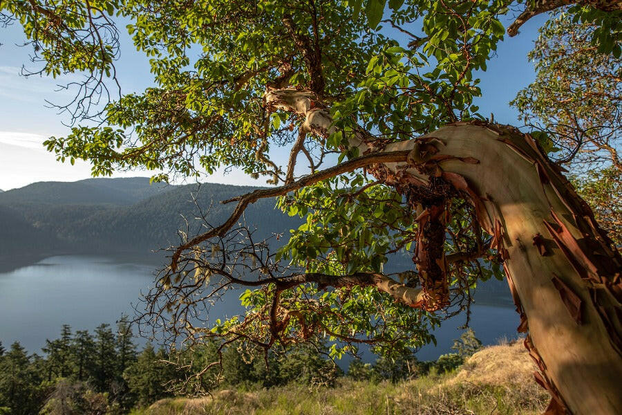 Victoria's Malahat Skywalk & Hatley Castle Private Tour - Olynpix Tours & Transportation