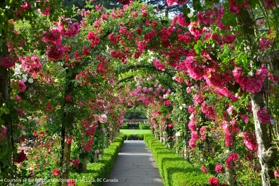 Victoria BC | 4hr Butchart Gardens & City Private Tour - Olynpix Tours & Transportation